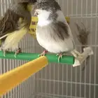 جوز كناري جولستر ذكر تغريد