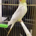 طيور كروان في حوطة سدير