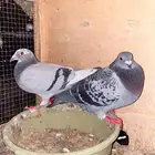 جوز سباق