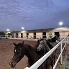 استراحة ومربط ( ديراب )