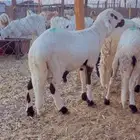 طليان سواكن - نعيم - رفيد - برابر