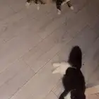 قطط للبيع