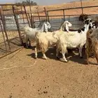 معزا عوارض دفيع