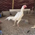 ديك شامو الماني من انتاجات شاهر الشريف