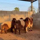 ذبايح نعيم