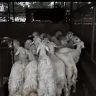 كباش حري