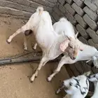 تيوس للبيع