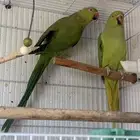 جوز دره هندي على جهوزيه