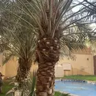 تكريب وتنضيف نخل توريد وغرس