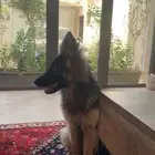 جيرمن تشبر بيور شو لاين