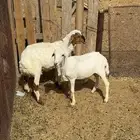 خرفان هجين للبيع