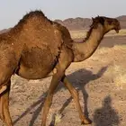 البيع بكار وحاشي