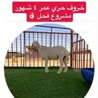 حري مشروع فحل