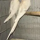 جوز كروان