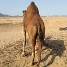 ناقة على الضراب لها 10 ايام من ضربها البعير معزوله بنتها