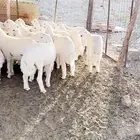 ذبايح