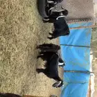 معزى دفيع بفحلها