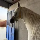 حصان شعبي