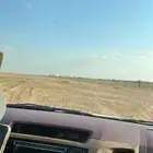 الابل