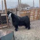 تيس فحل عارضي .