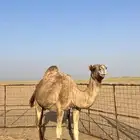 ناقة ساحليه كفو