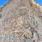 ذره للبيع طيبه