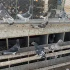 حمام زاجل الماني