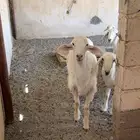 غنم طيبات العدد 21 مع الفحل