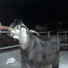 تم البيع