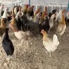 دجاج بياض بلدي اصيل