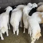 للبيع خرفان