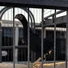 ديك كوشامو ياباني