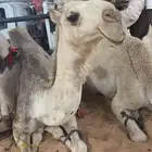 ذود للبيع