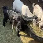 تيوس للبيع العمر شهرين الئ ثلاث اشهر