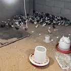 صوص بالدي وفيومي