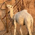 للبيع قعود طايش