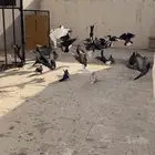 حمام قطايف قلاب