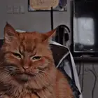 قط للتبني معقم نظيف جدا وحجمه كبيره و مرتب