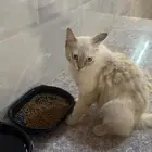 قطة مفقوده المروج