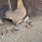 دجاجه عربيه مفرخه