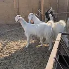 معزا مشاريك