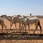 بكار للبيع
