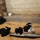 للبيع ارانب