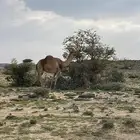 ابل حضانا للبيع العدد 8 اللقات 7 فيها 4 مقاريب