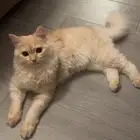 قط ذك ر للتبني