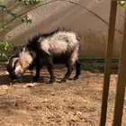 تيس قزمي فحل