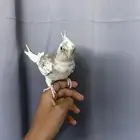 طيور كراون هولندي