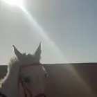 فرس شعبيه من فواخر الشعبيات ومهر واهو