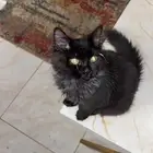 بس للبيع ذكر