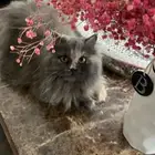 قطوه للتبني